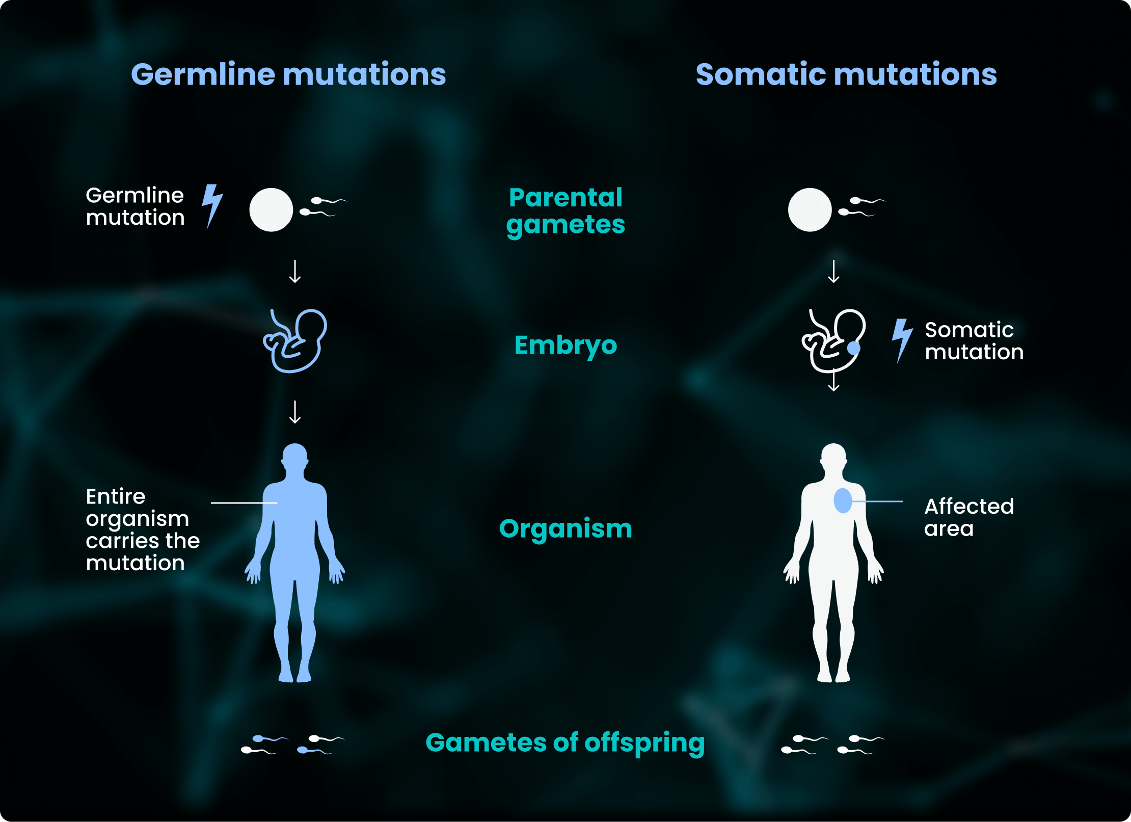 Germline data encompasses an individual's genetic information inherited from their parents.